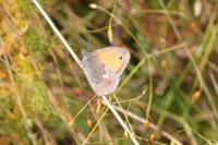 Coenonympha pamphilus