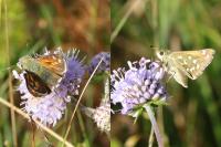 Hesperia comma
