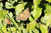 Argynnis paphia