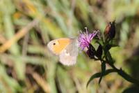 Coenonympha pamphilus