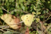 Colias hyale/alfacariensis