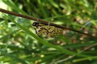 Aporia crataegi