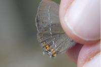 Satyrium acaciae