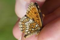 Melitaea celadussa