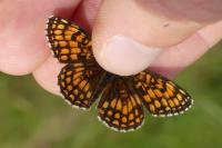 Melitaea celadussa