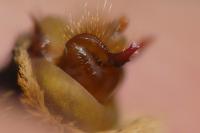 Melitaea celadussa