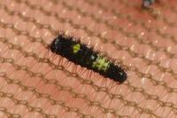 Iphiclides podalirius