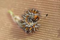 Melitaea didyma