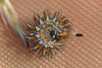 Melitaea didyma