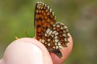 Melitaea aurelia