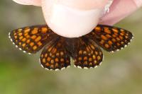 Melitaea aurelia