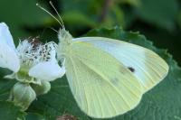 Pieris rapae