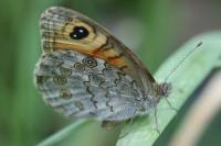 Lasiommata maera