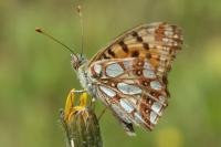 Issoria lathonia