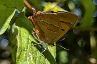 Thecla betulae