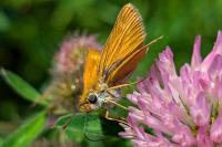 Thymelicus acteon