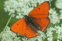 Lycaena dispar