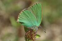 Callophrys rubi