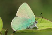 Callophrys rubi
