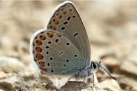 Plebejus argyrognomon