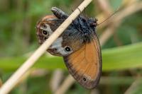 Coenonympha arcania