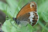 Coenonympha arcania