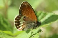 Coenonympha arcania