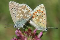 Lysandra bellargus