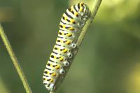 Papilio machaon