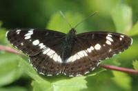 Limenitis camilla
