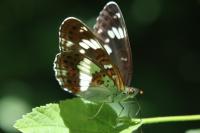 Limenitis camilla