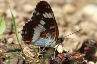Limenitis camilla