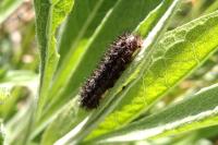 Melitaea