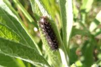 Melitaea
