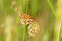 Melitaea aurelia