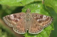 Erynnis tages