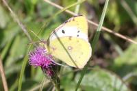Colias hyale/alfacariensis