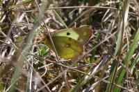 Colias hyale/alfacariensis