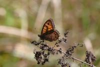 Lasiommata megera