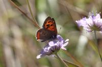 Lycaena phlaeas
