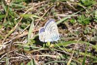 Polyommatus icarus