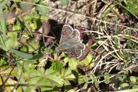 Pyrgus alveus/armoricanus