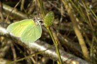 Gonepteryx rhamni