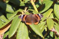 Vanessa atalanta