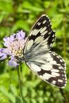 Melanargia galathea