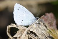 Celastrina argiolus