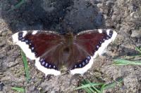 Nymphalis antiopa