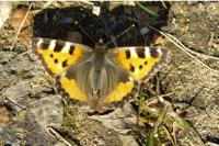 Aglais urticae