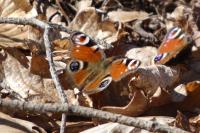 Aglais io