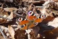 Aglais io